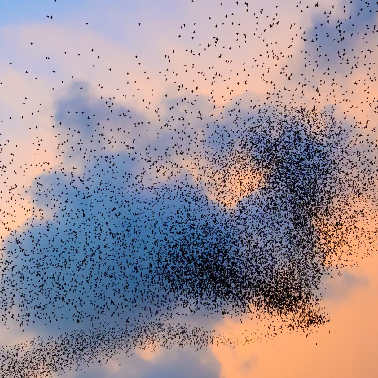 A vast flock of birds forms dense, swirling shapes across a blue-and-peach sunset sky.
