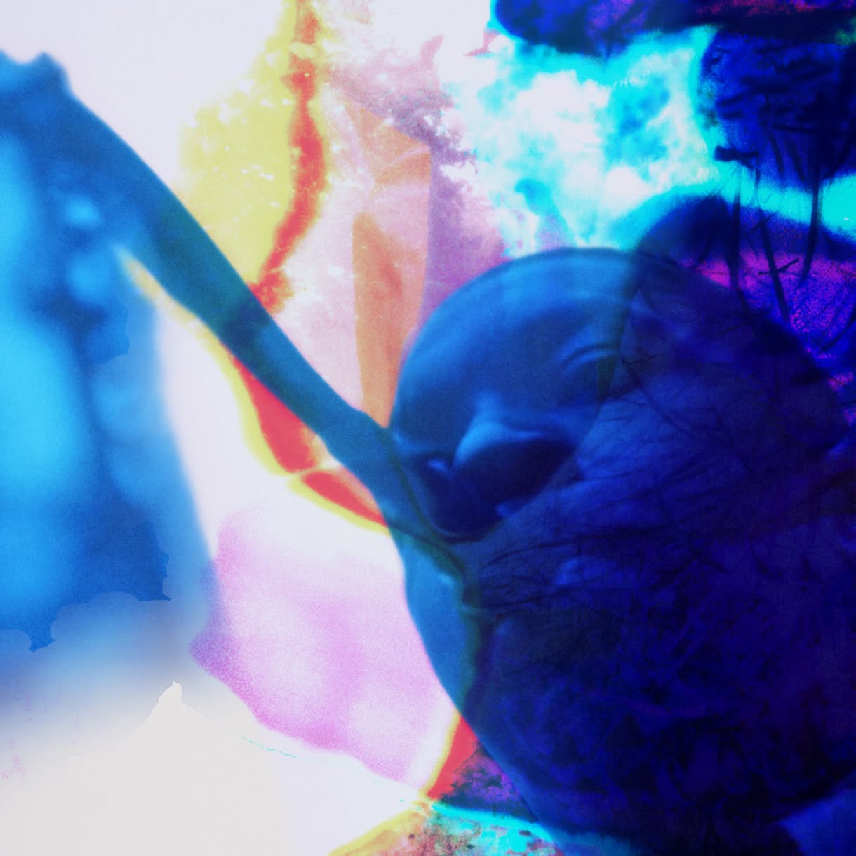 A vivid blue and magenta image of an elephant fills the frame, its trunk extending diagonally across a bright abstract background.