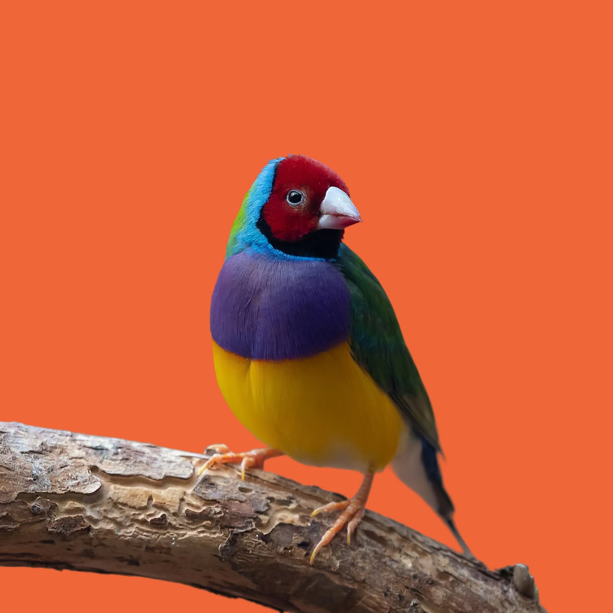 A brightly colored finch with a red face, turquoise neck, purple chest, and yellow belly perches on a branch against a solid orange background.