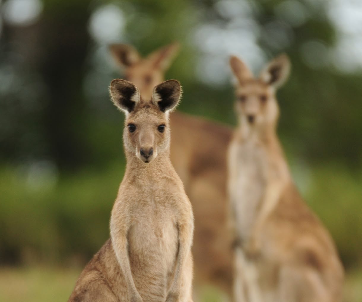 Three kangaroos stand in a grassy landscape, with one in sharp focus in the foreground and two blurred behind it.