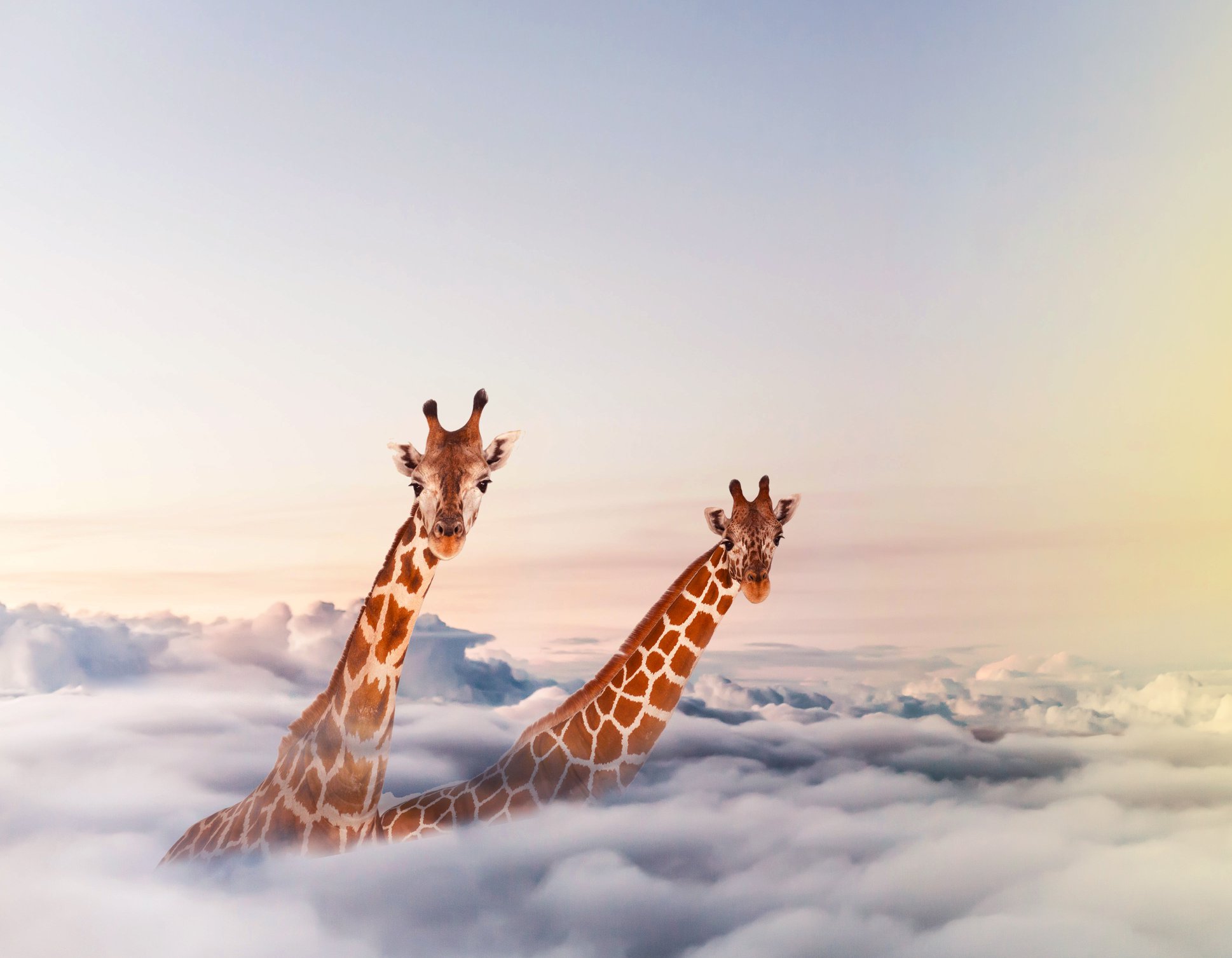 giraffe