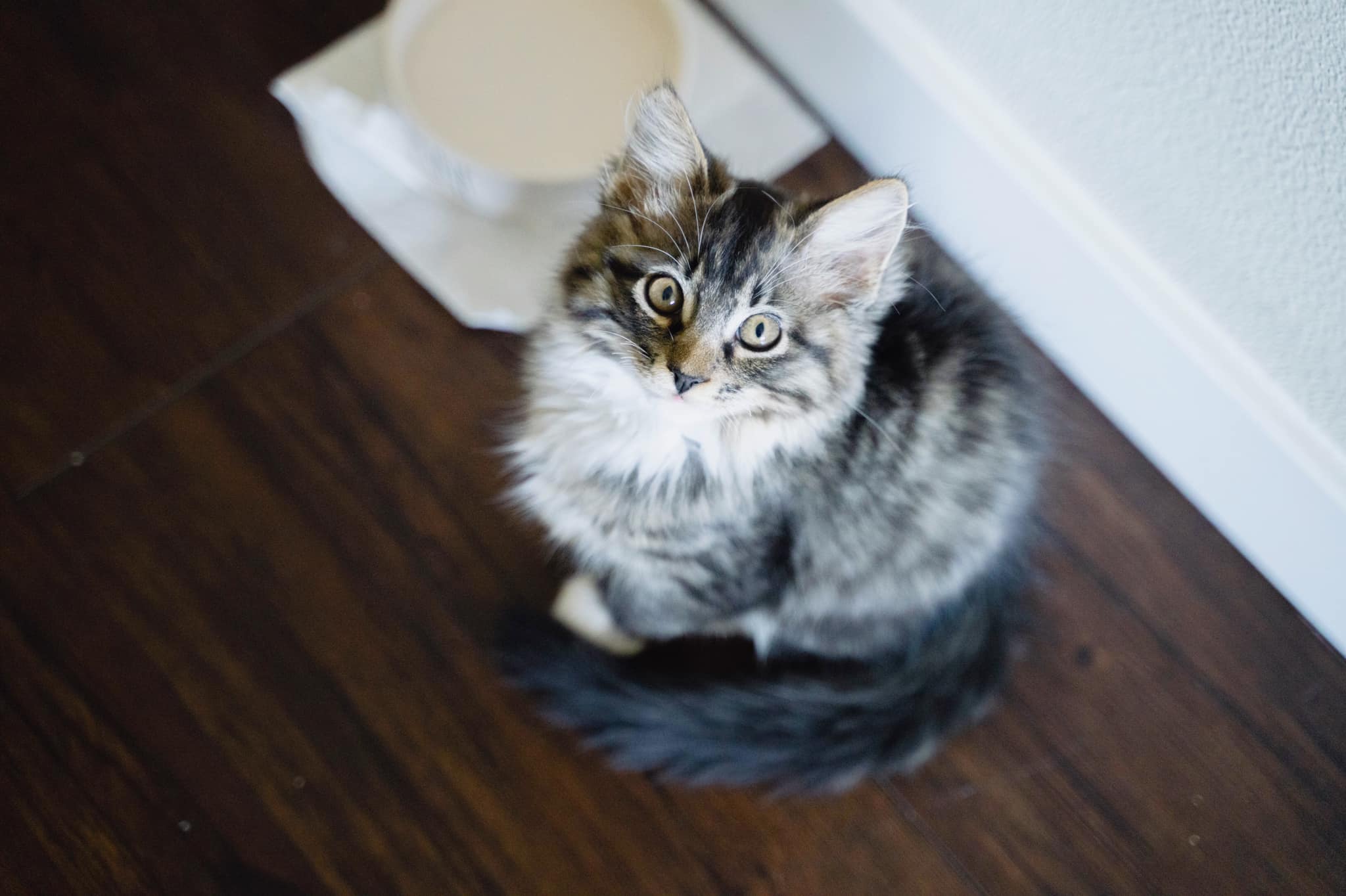 BabyPoopie
