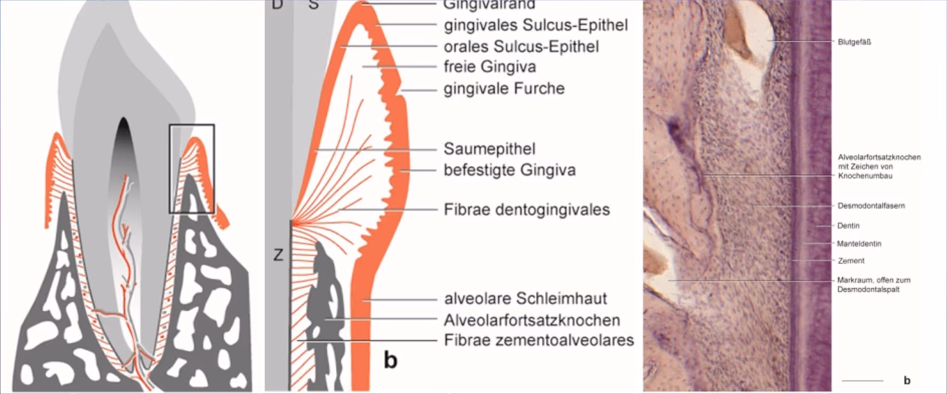Orofaciale Struktur und Entwicklungsbiologie - Teil 12