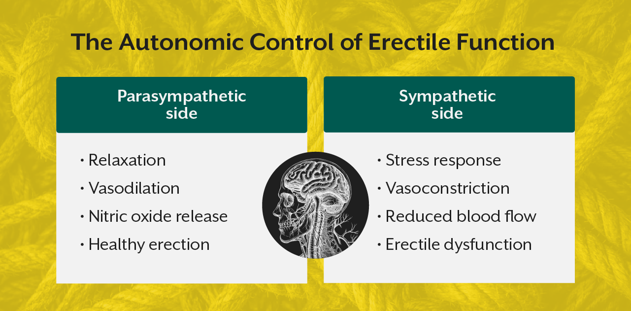 The Autonomic Control of Erectile Function