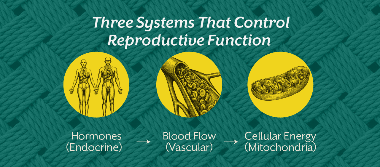 Three Systems That Control Reproductive Function