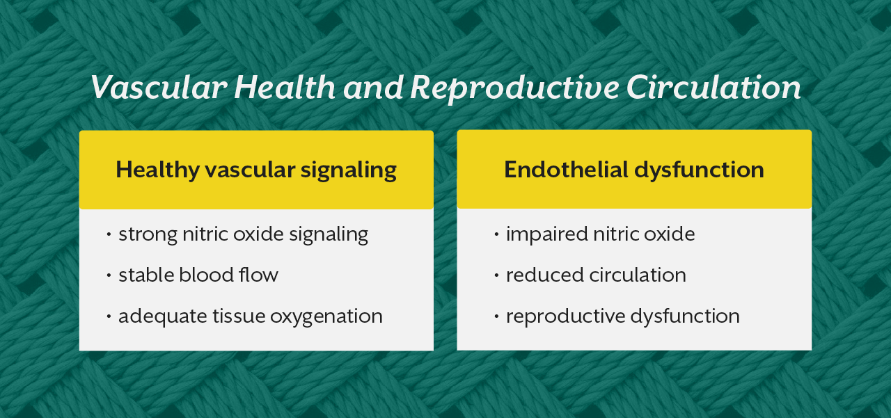 Vascular Health and Reproductive Circulation