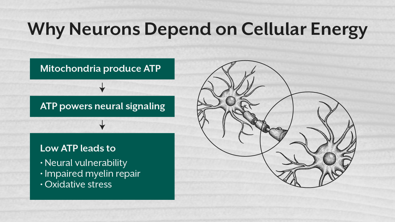 Why Neurons Depend on Cellular Energy