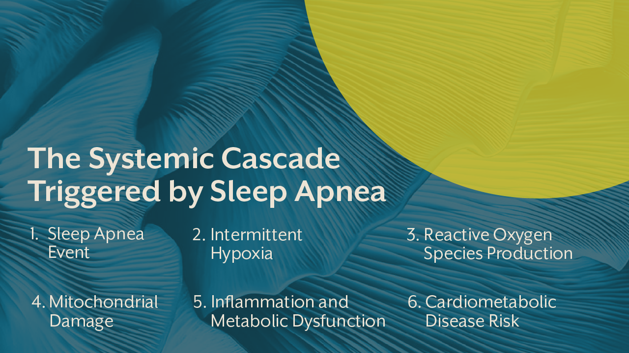 The Systemic Cascade Triggered by Sleep Apnea