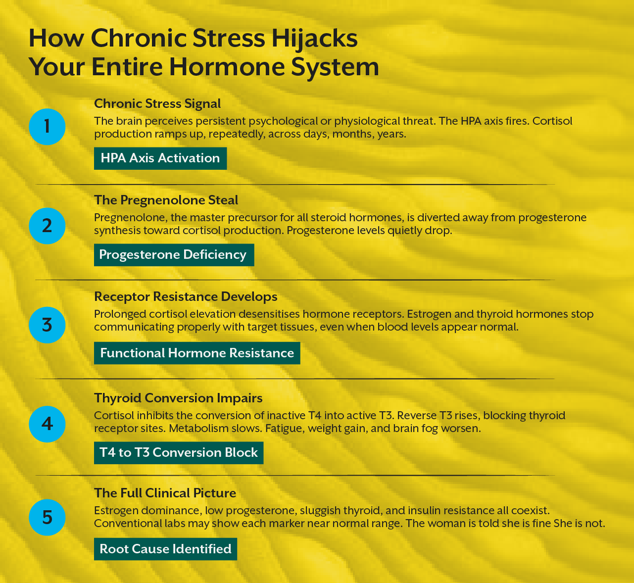How Chronic Stress Hijacks Your Entire Hormone System