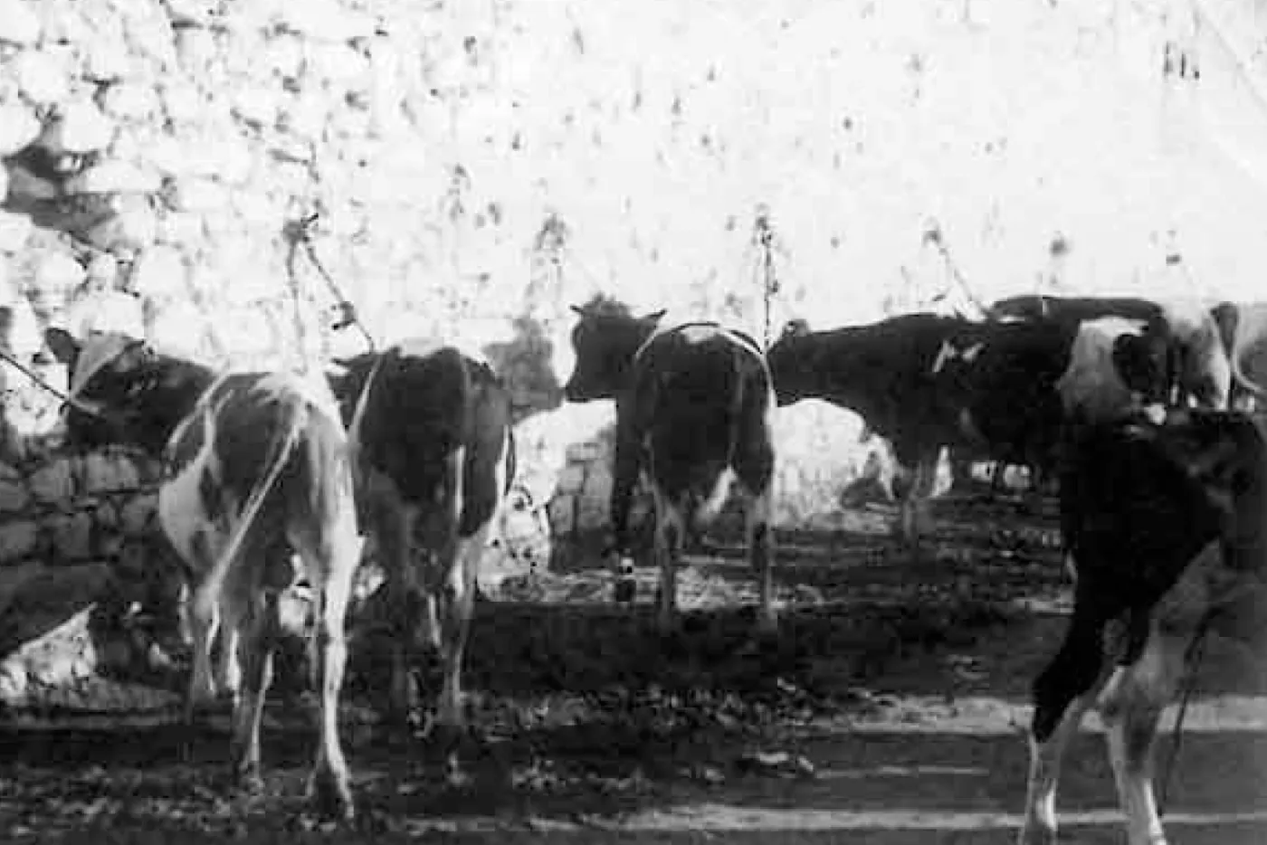 Feria Agrícola de Nules · fotografía histórica 3