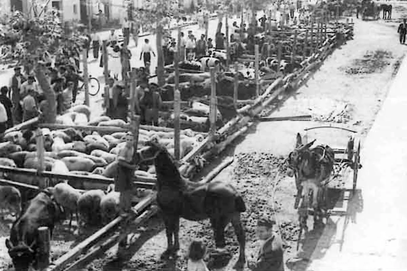 Feria Agrícola de Nules · fotografía histórica 7