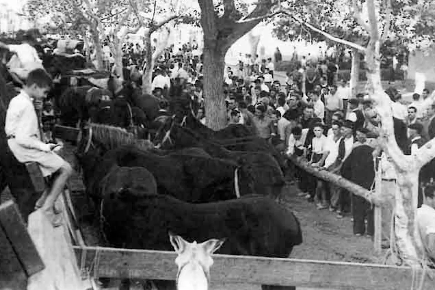 Feria Agrícola de Nules · fotografía histórica 8