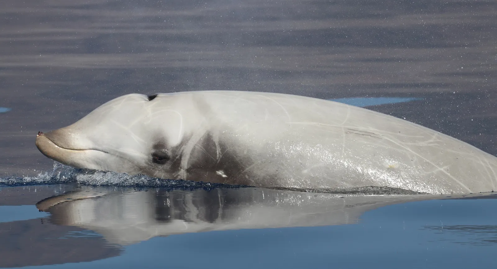 a beaked whale surfacing in the open ocean