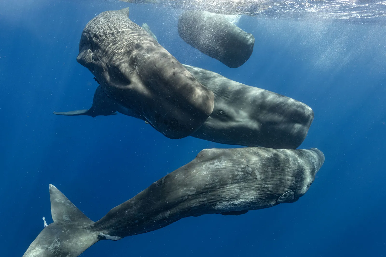 four sperm whales swimming together