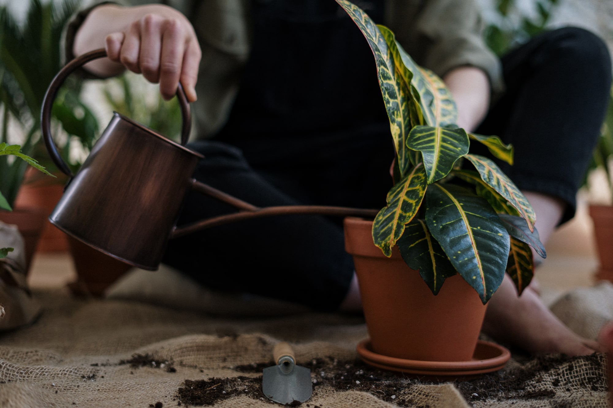 Person watering a plant in a pot