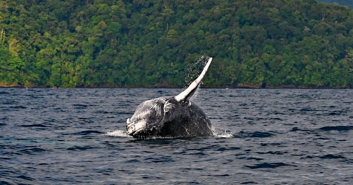 a whale jumping out of the water