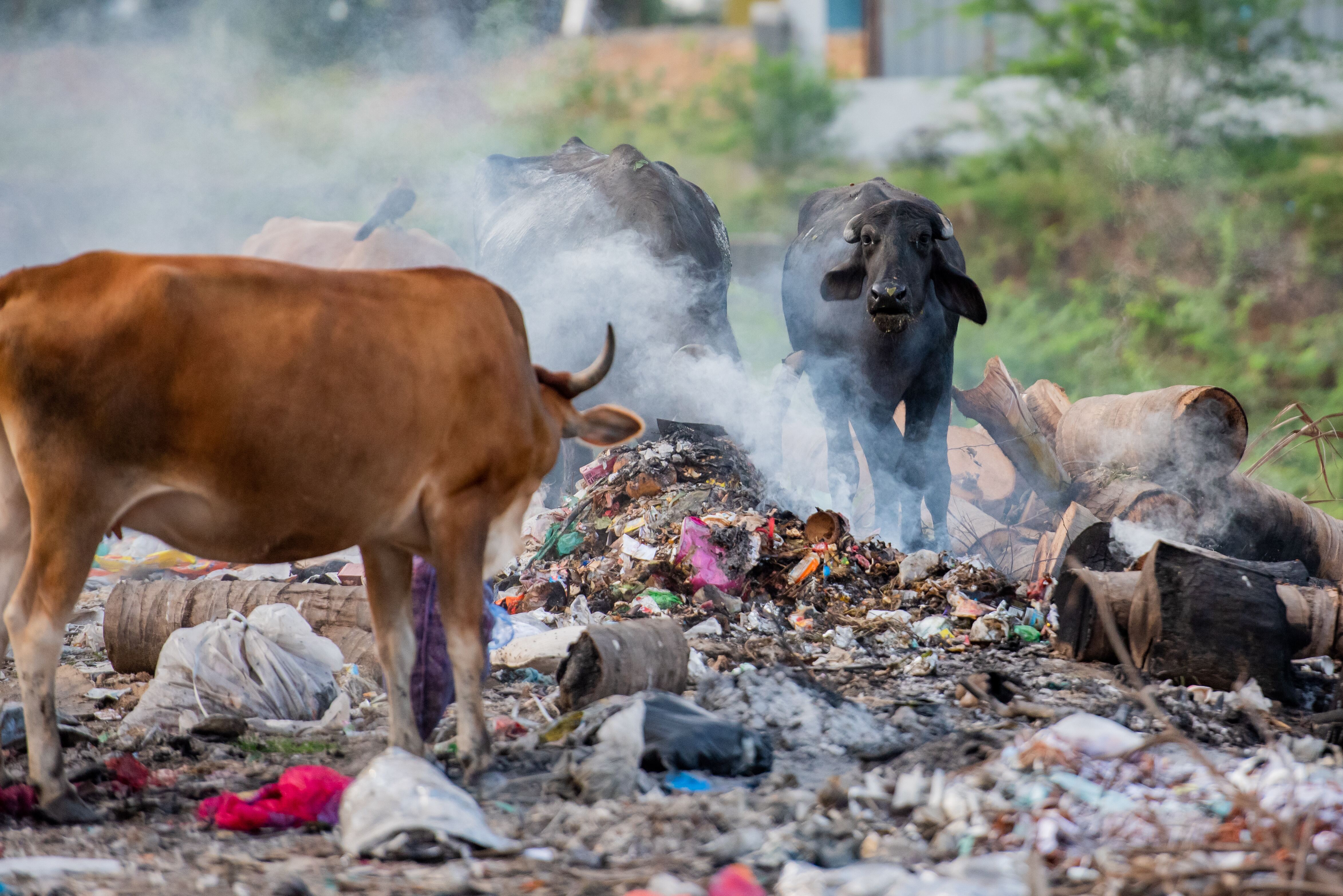a group of cows in a pile of trash