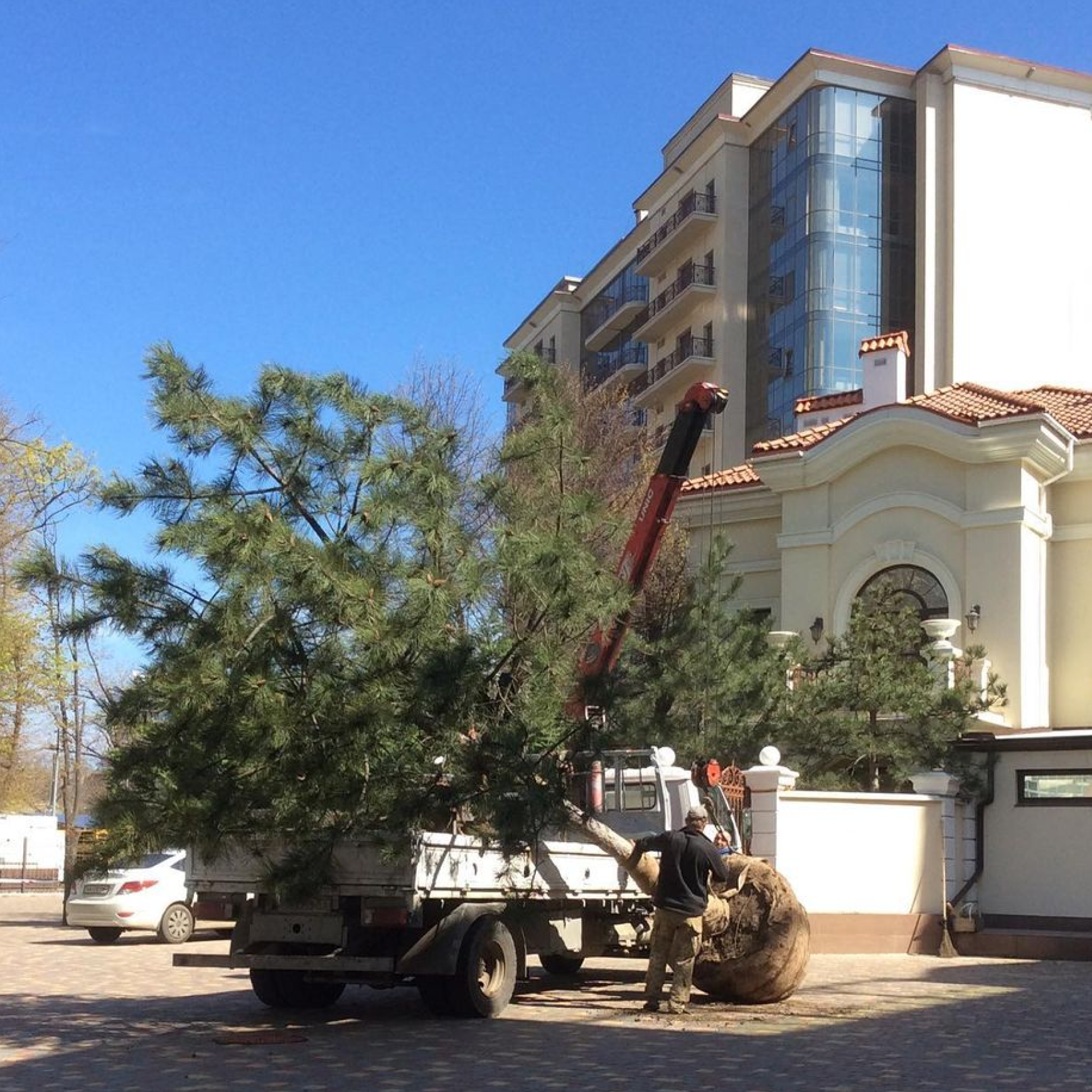 A pine tree on a truck