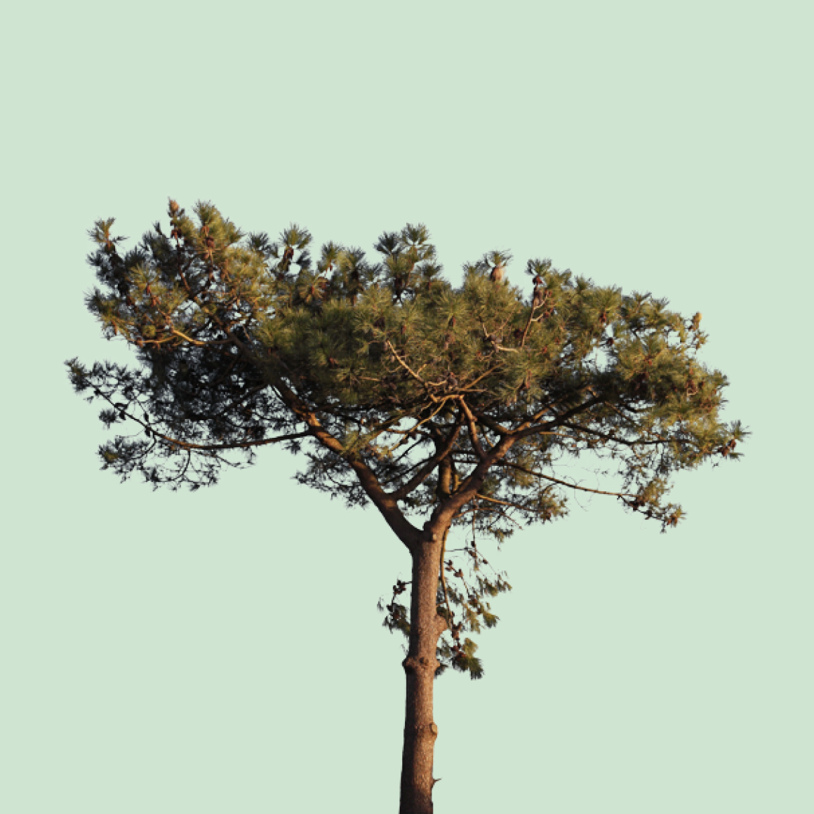 A pine tree