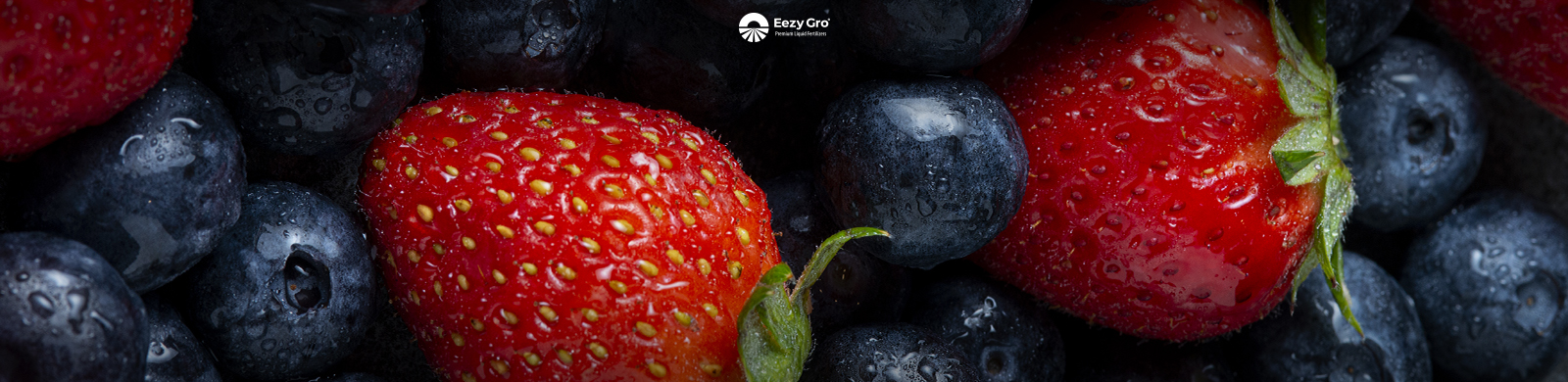 berries