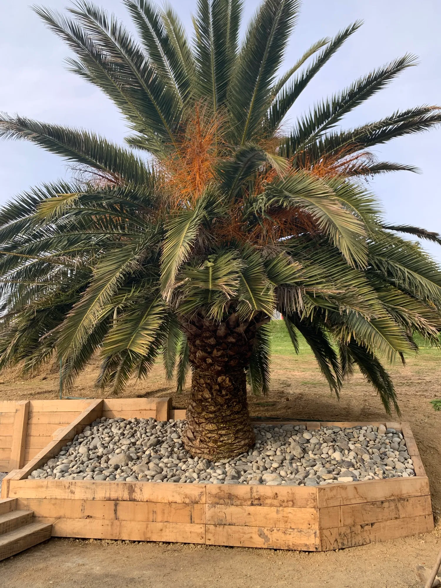 Palmier des Canaries (Phoenix canariensis) planté dans une jardinière hexagonale en traverses de chêne, paillage de galets