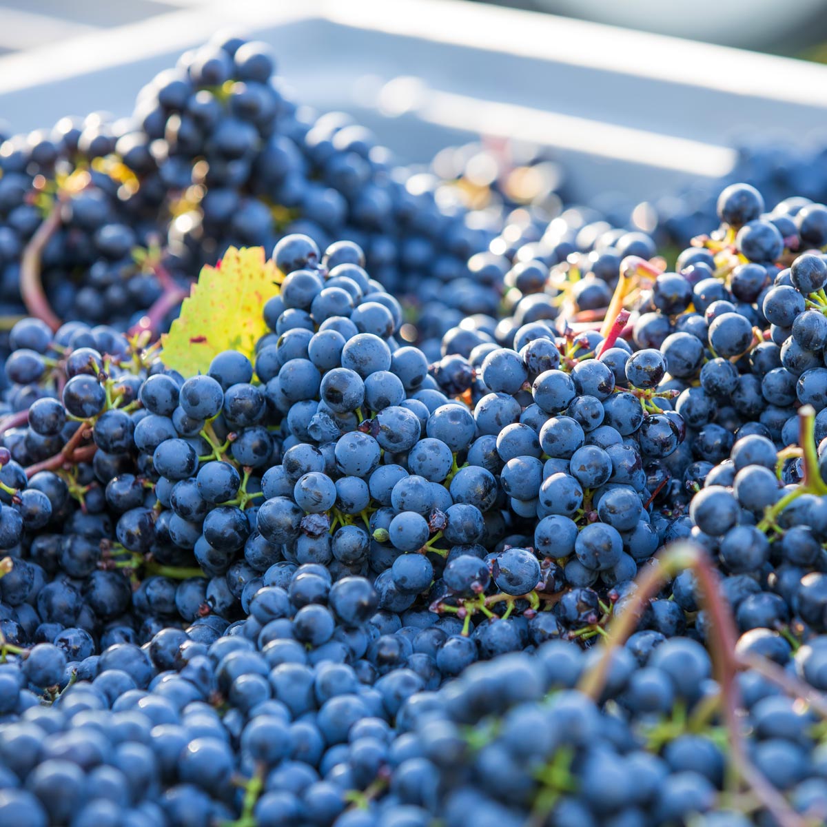 Gleis Garten Vienna s Foodmarket Gleis Garten Vienna s Foodmarket