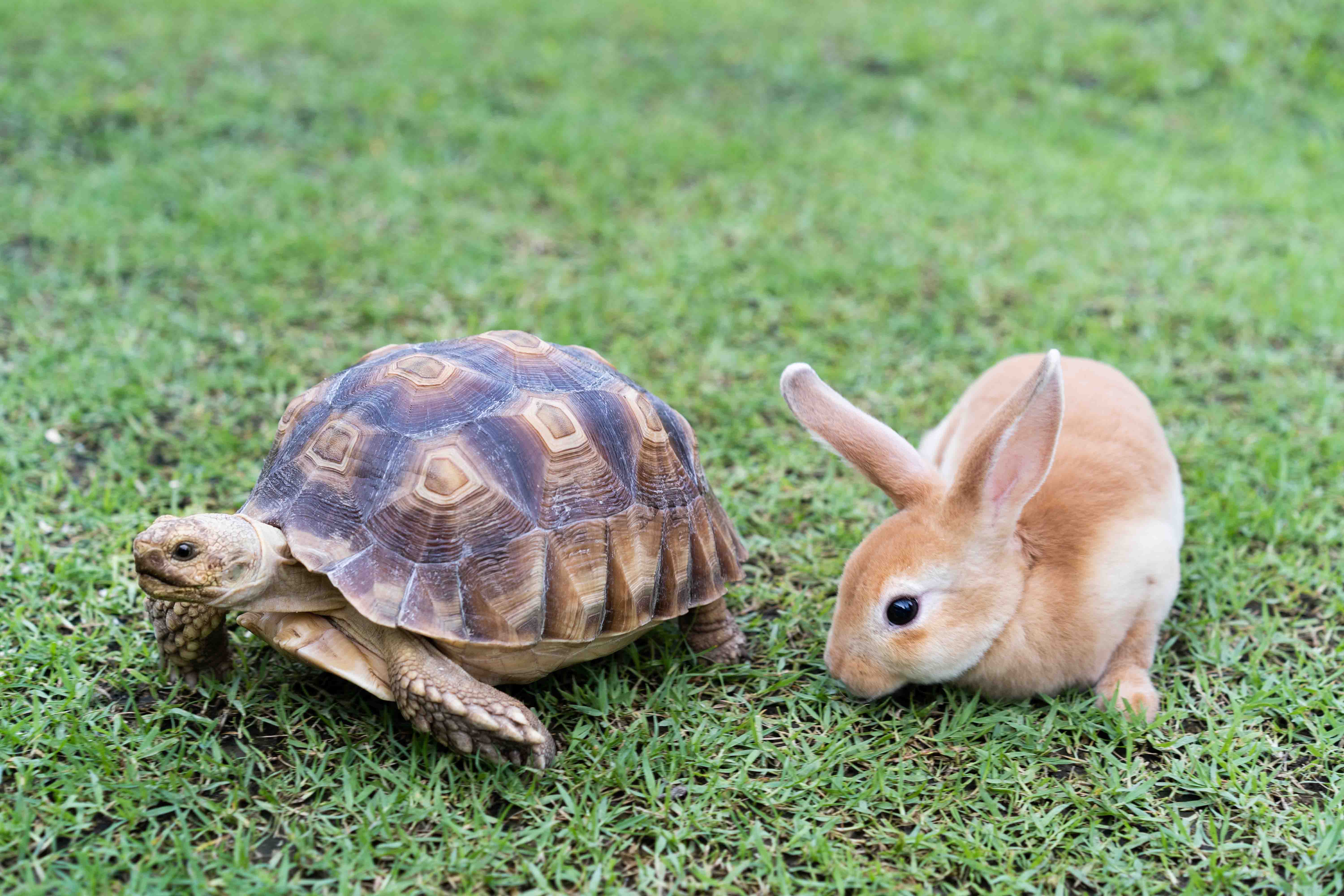A tortoise and a rabbit sit next to each other on a grassy surface