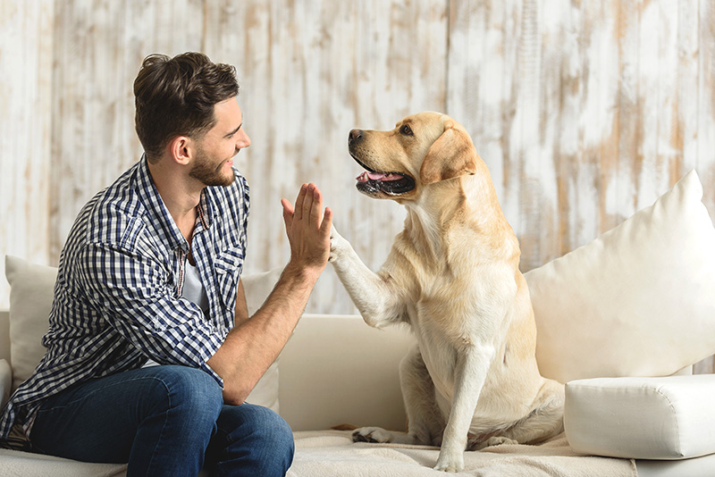 A man high fives a golden retriever on a couch