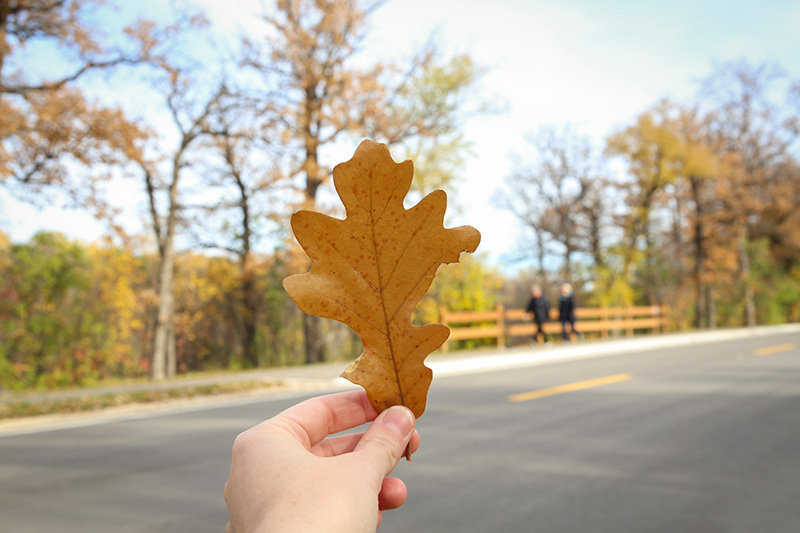 A hand holding an autumn leaf in front of a road, trees in the background