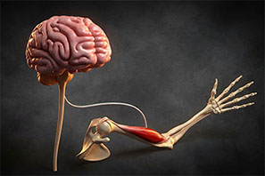 a brain connecting to a muscle