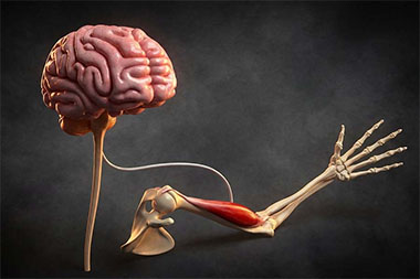 a brain connecting to a muscle