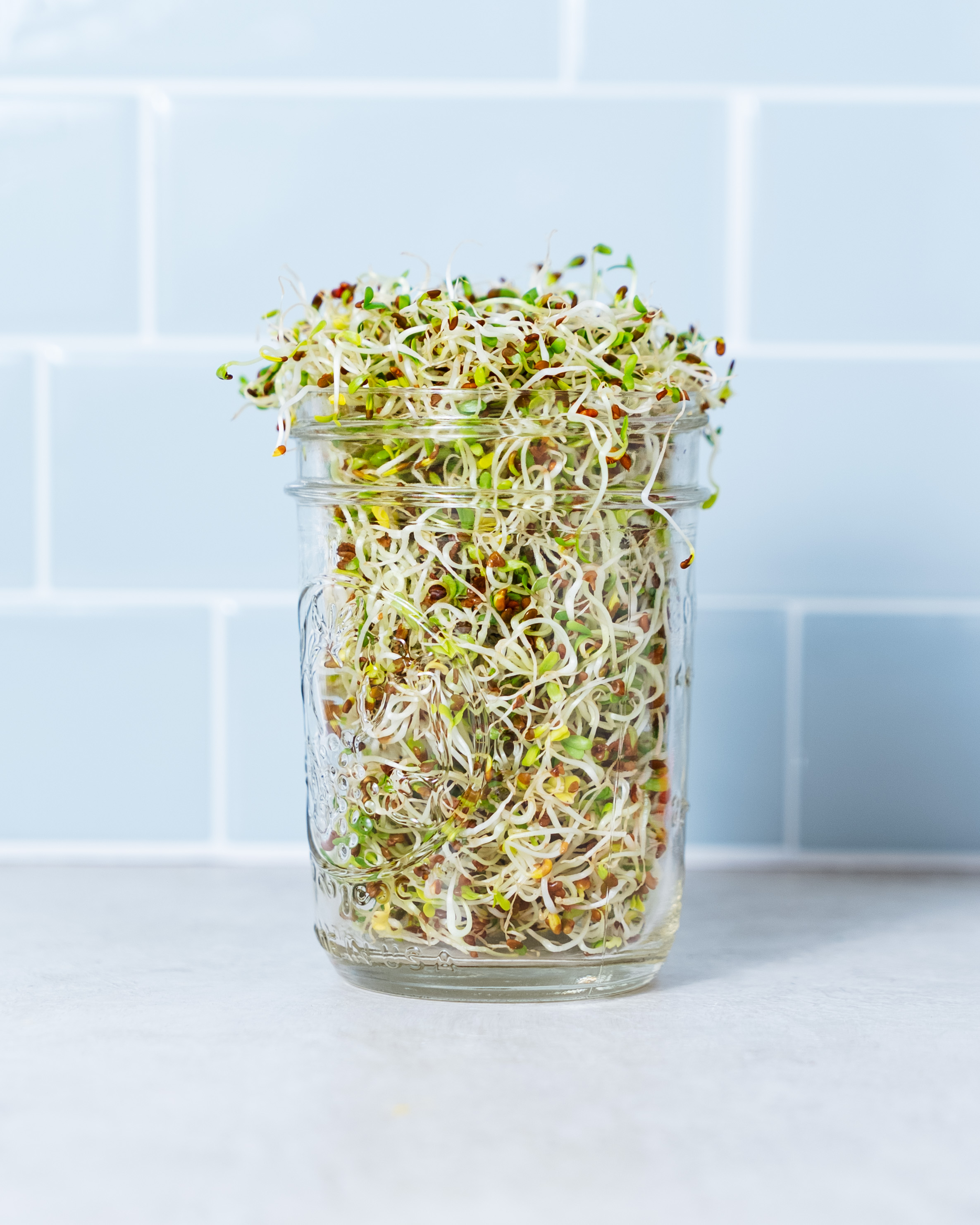 Fresh homegrown alfalfa sprouts in a mason jar with mesh sprouting lid