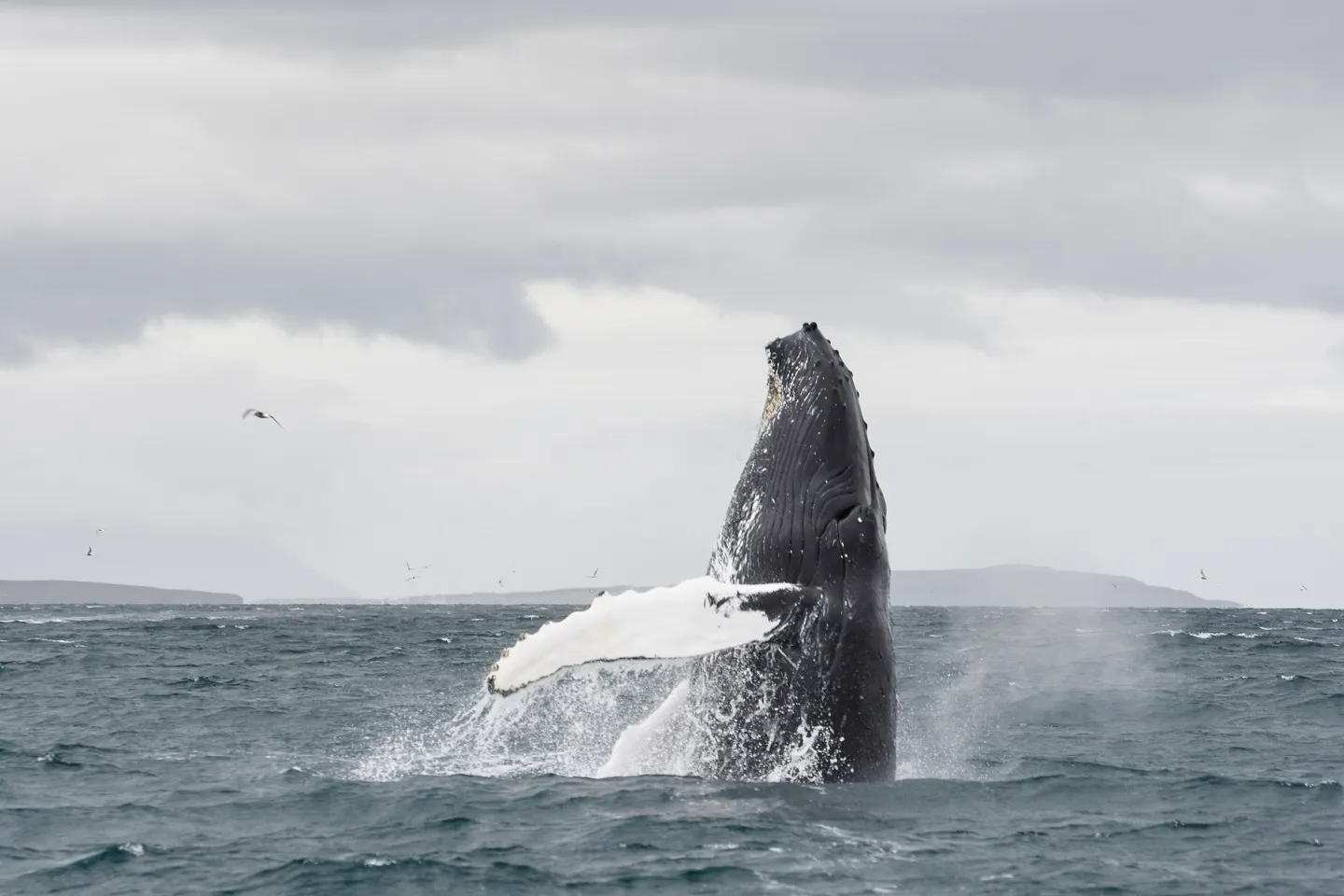 Reykjavik Whale Watching