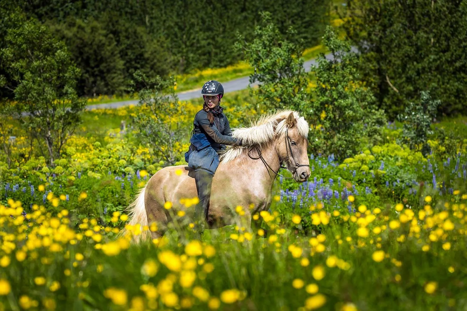 Golden Circle Horse Riding