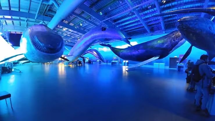 Whales of Iceland - A family friendly visit