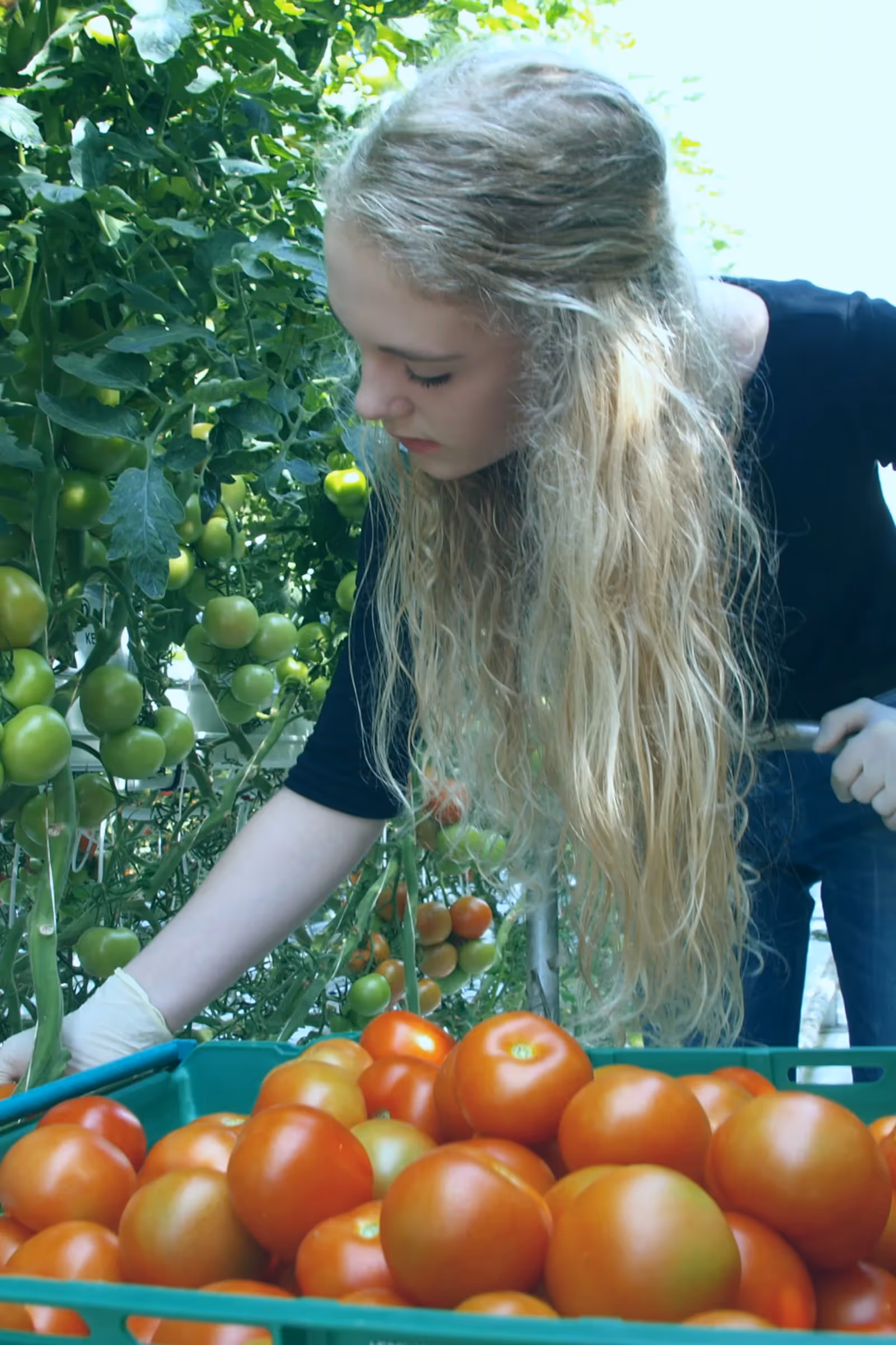 Fridheimar Greenhouse