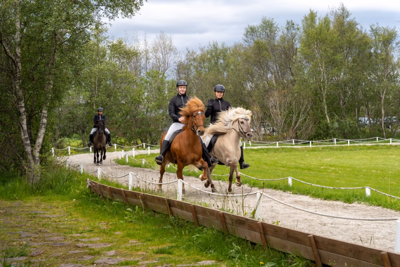 Horse Show