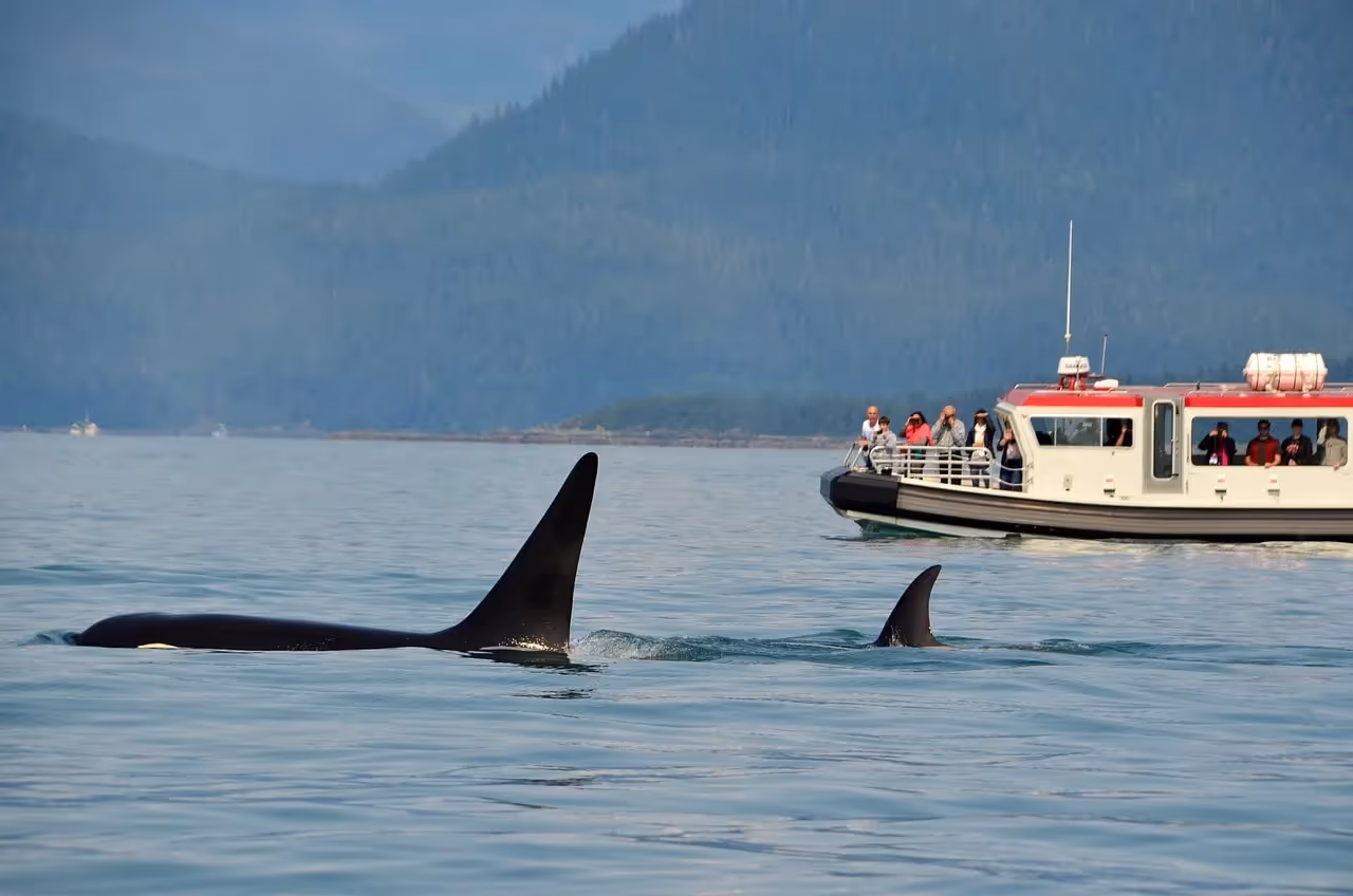 Go On a Whale Watching Tour