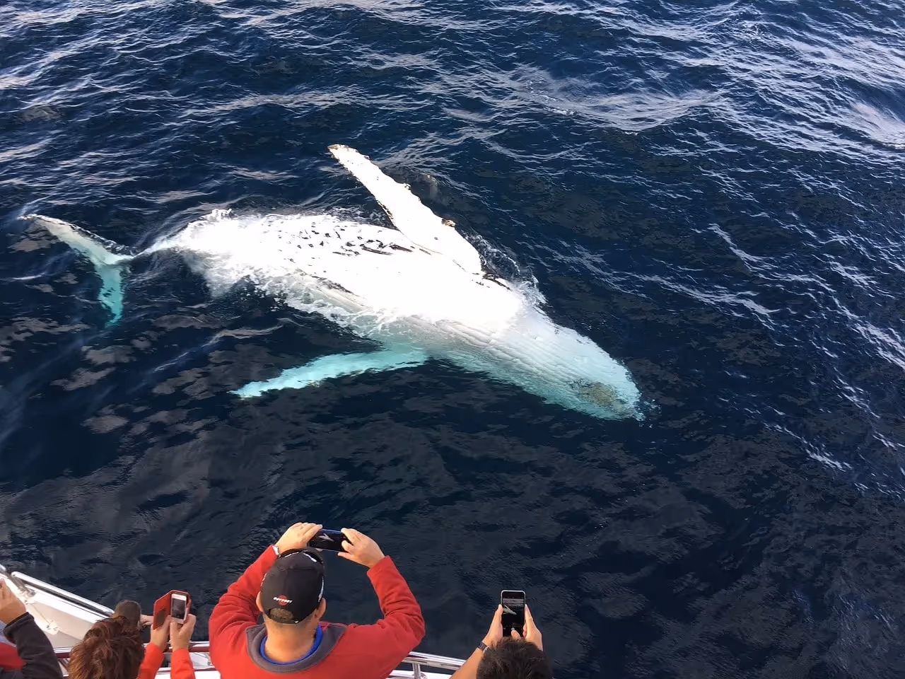 What to Wear on a Whale-Watching Tour