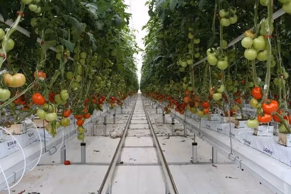 Friðheimar Tomato Farm