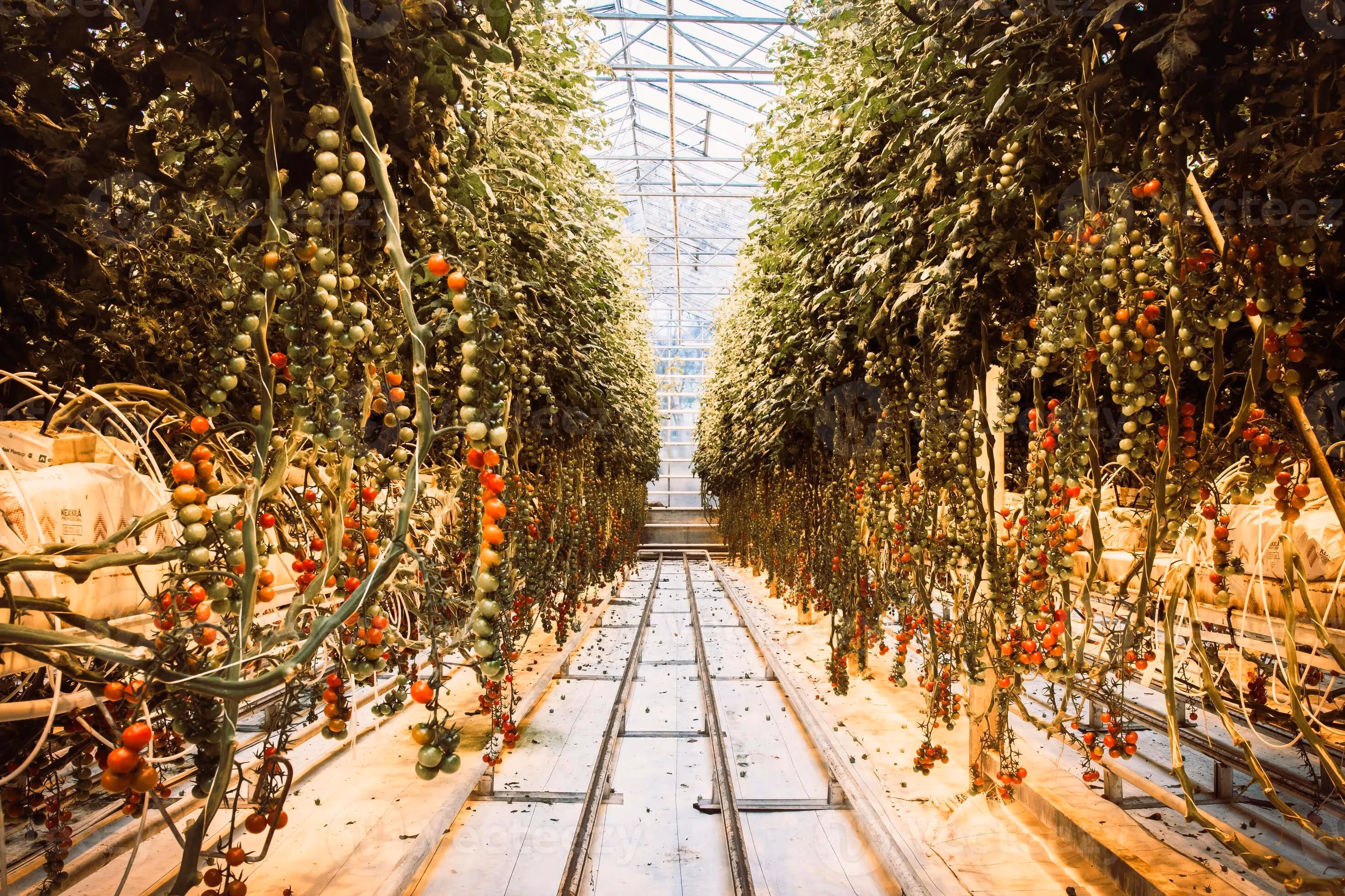 Friðheimar Tomato Farm