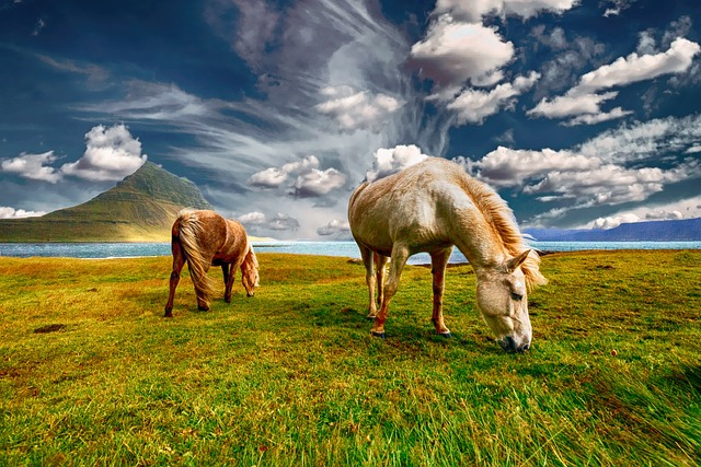 horses, grazing, pastures