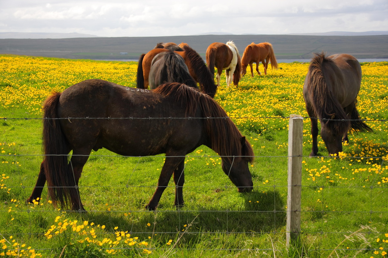 What are Icelandic Horses Like