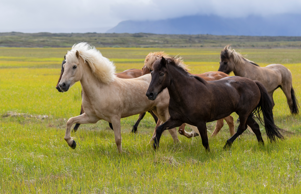 Gaits of the Icelandic Horses