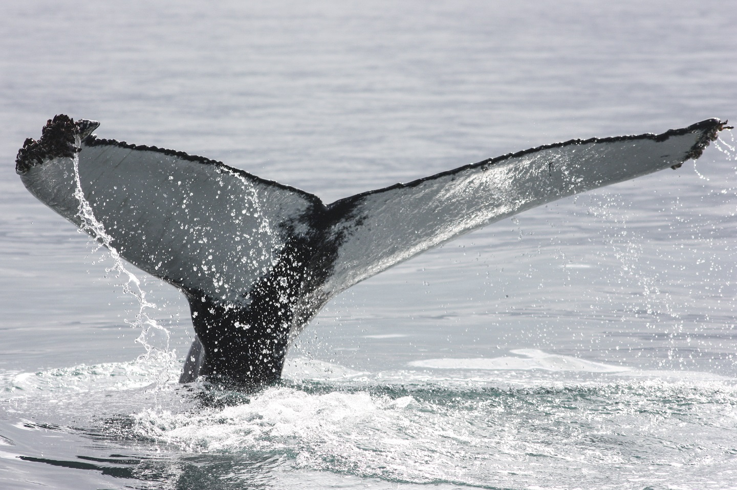 Reykjavik Whale Watching