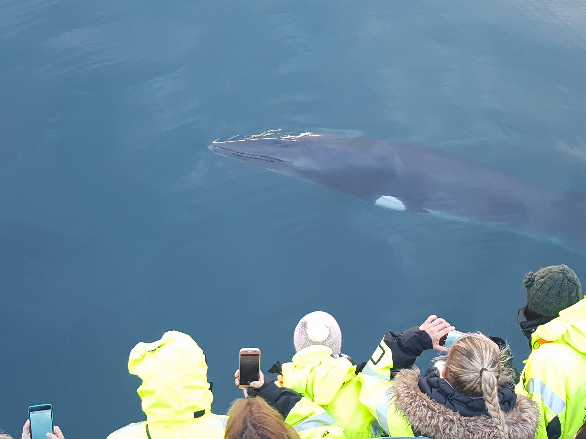 Whale watching tour Reykjavik - photo 1