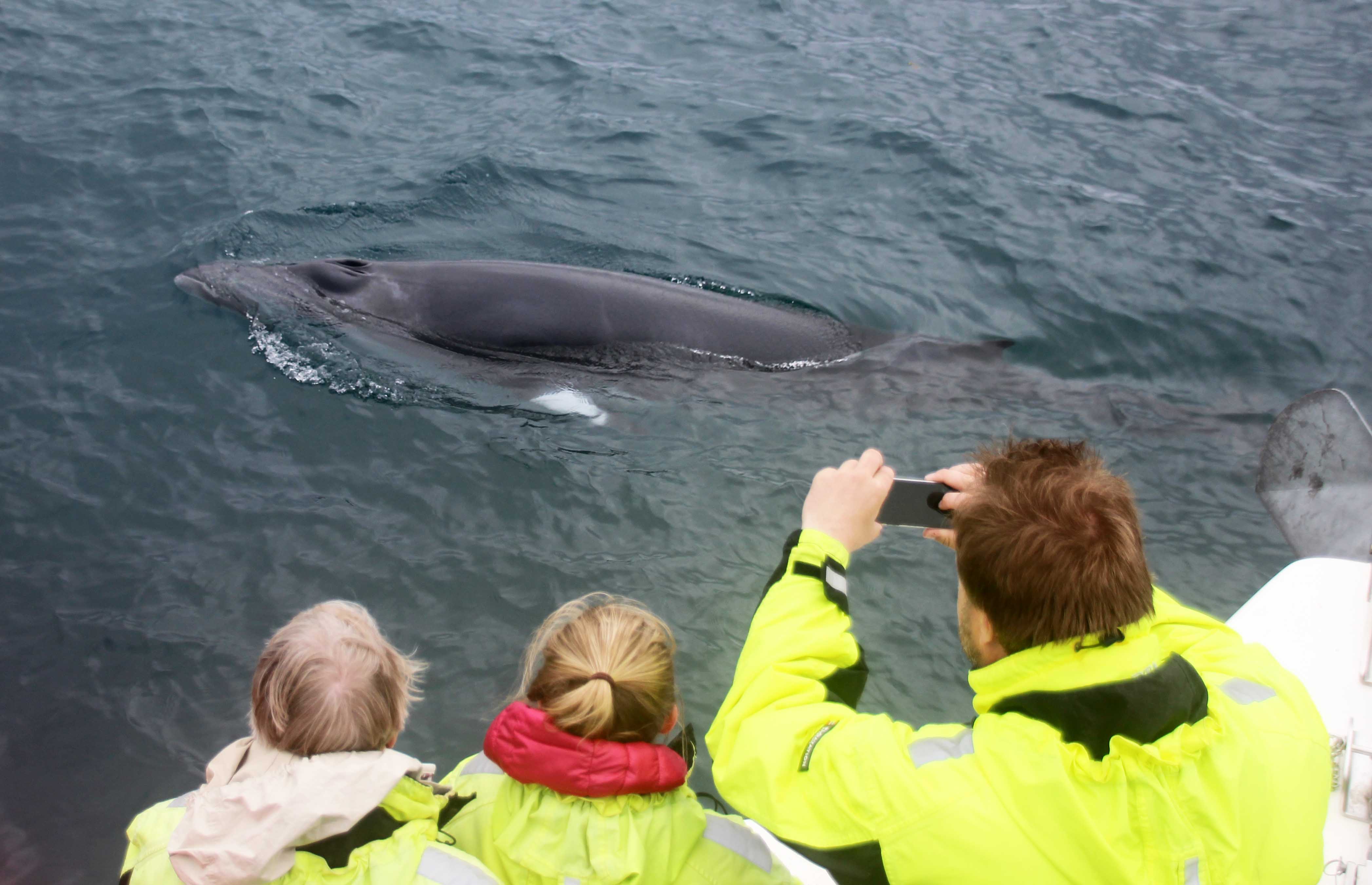 Whale watching tour Reykjavik - photo 3