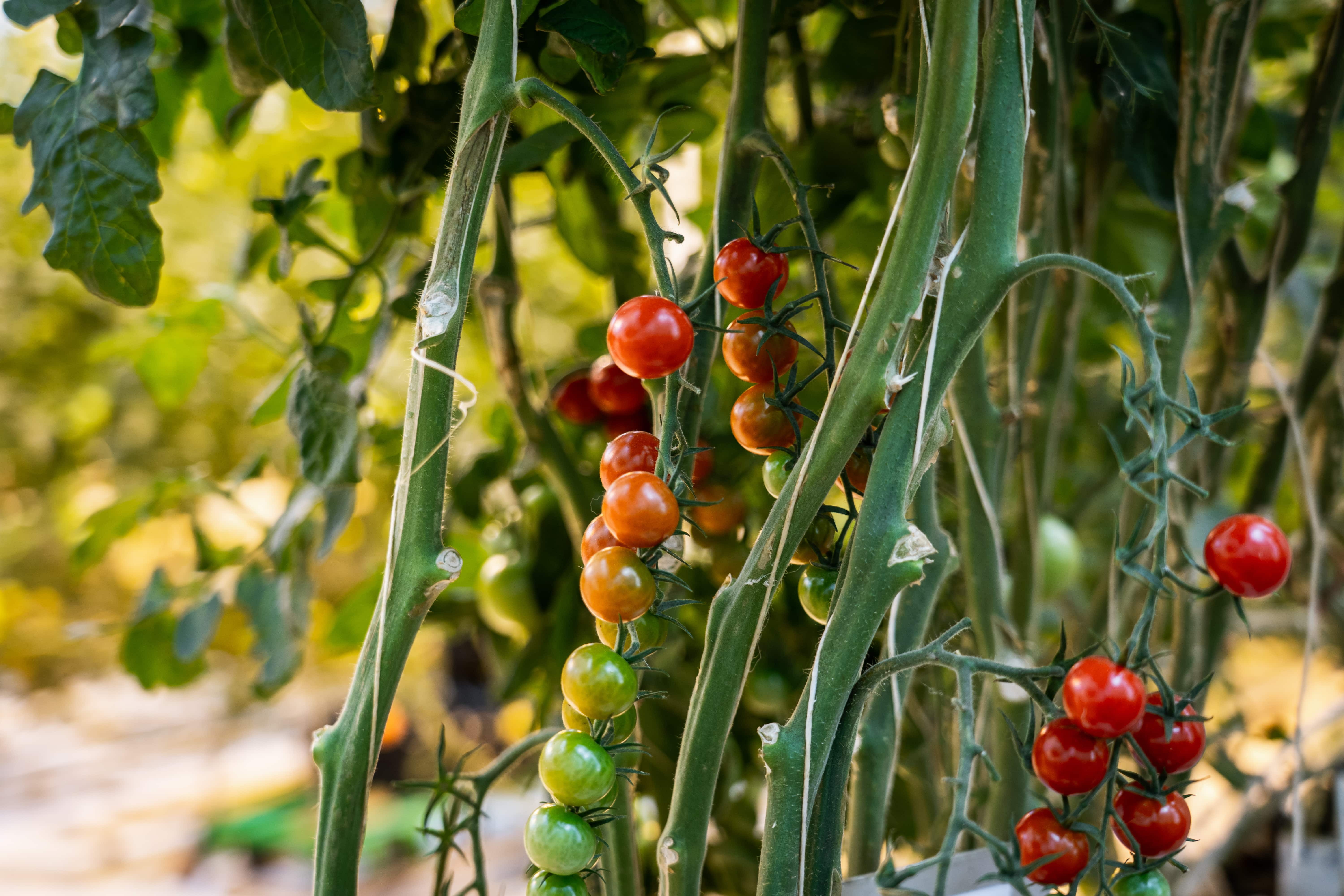 Golden Circle and Friðheimar Greenhouse - photo 5