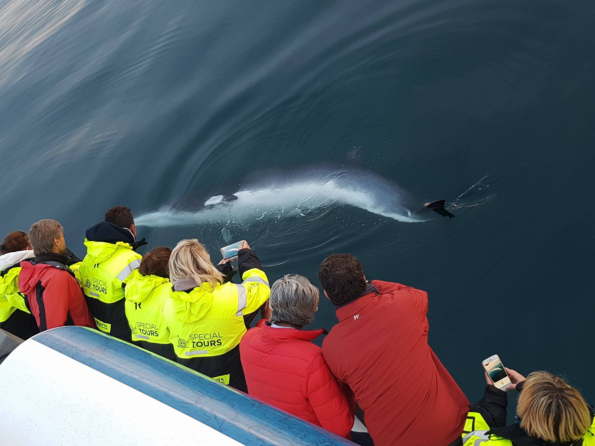 Whale watching tour Reykjavik - photo 2