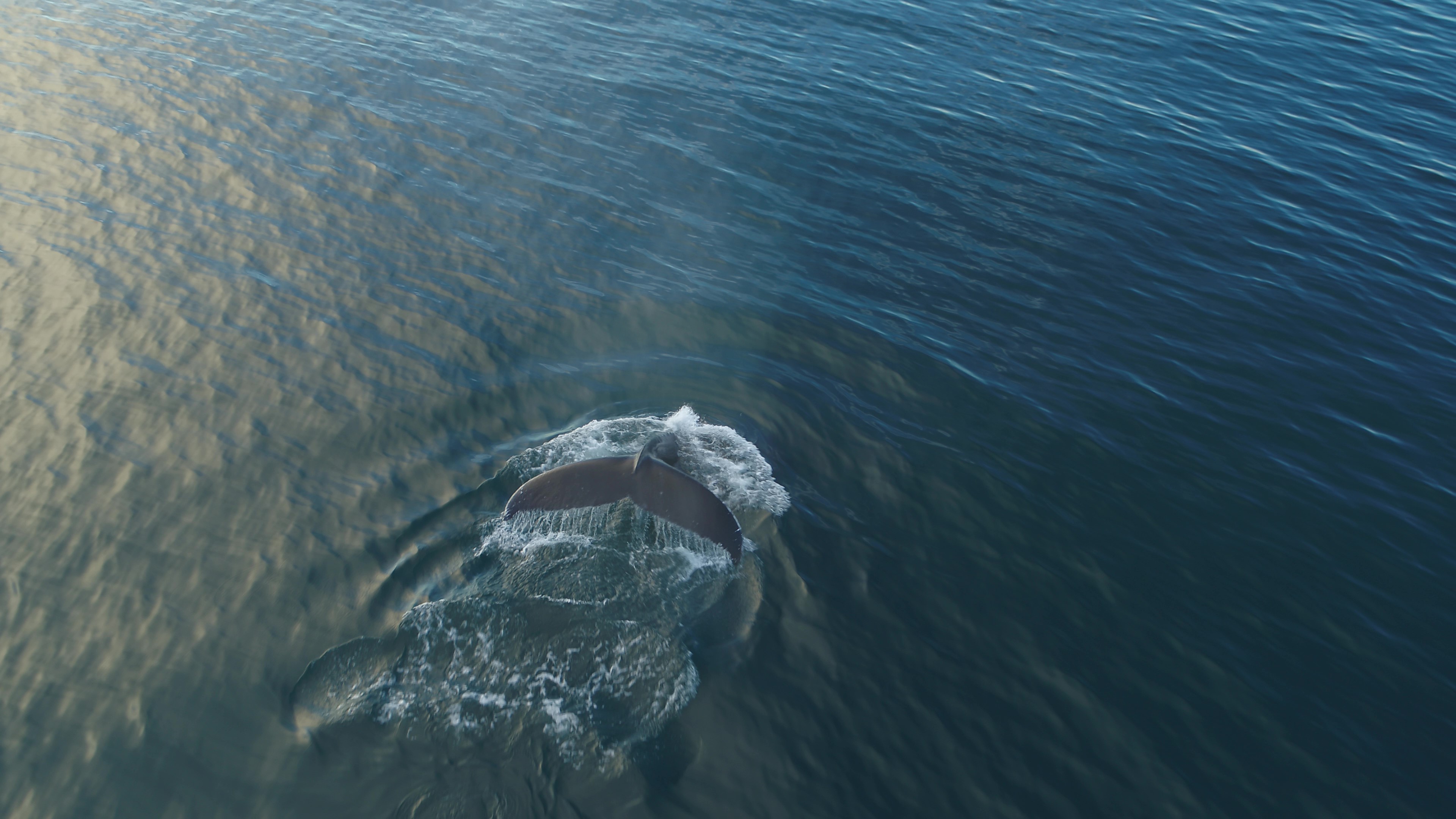 Whale watching tour Reykjavik - photo 7